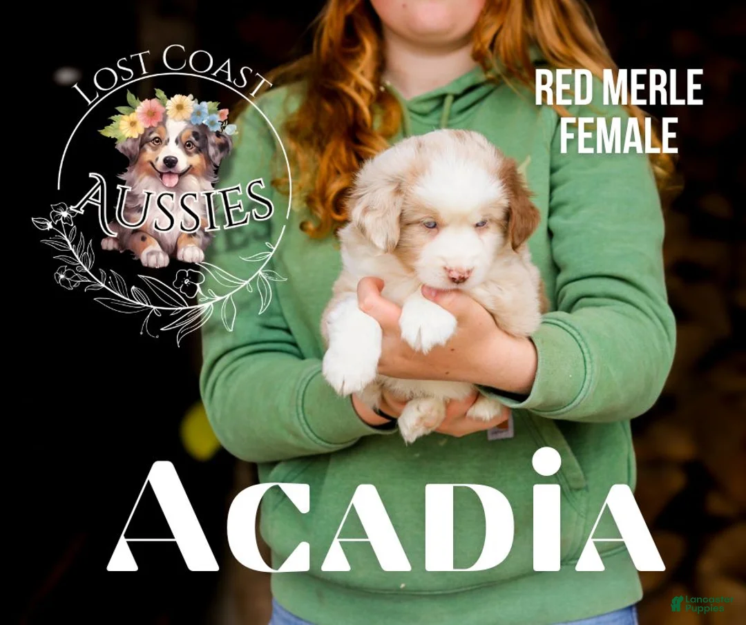 Miniature Australian Shepherd dogs for sale: Acadia - Ad 1