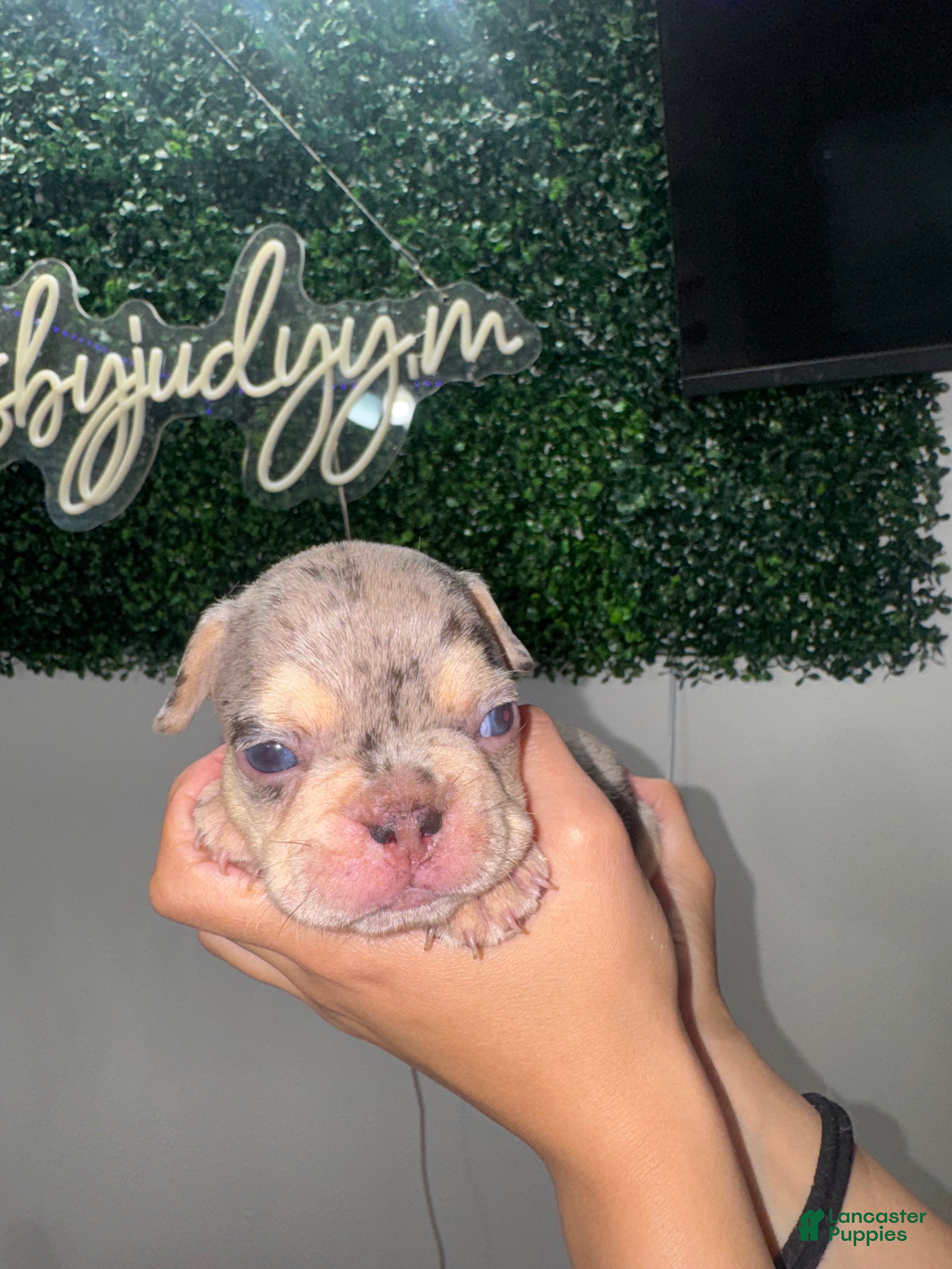 French Bulldog dogs French Bulldog Puppy 3 - Ad 1