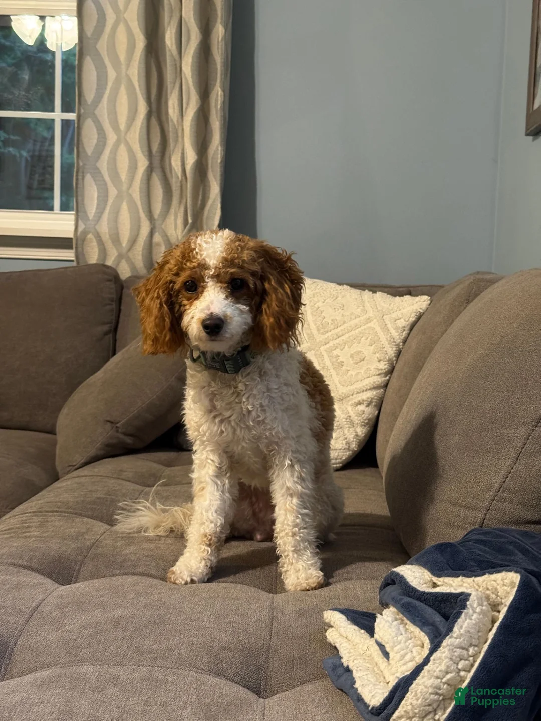 Miniature Poodle dogs for sale: Lacey - Ad 3