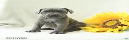 Cane Corso dogs for sale: Bluebell - Ad 4
