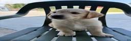 Golden Retriever dogs for sale: Grace - Ad 20