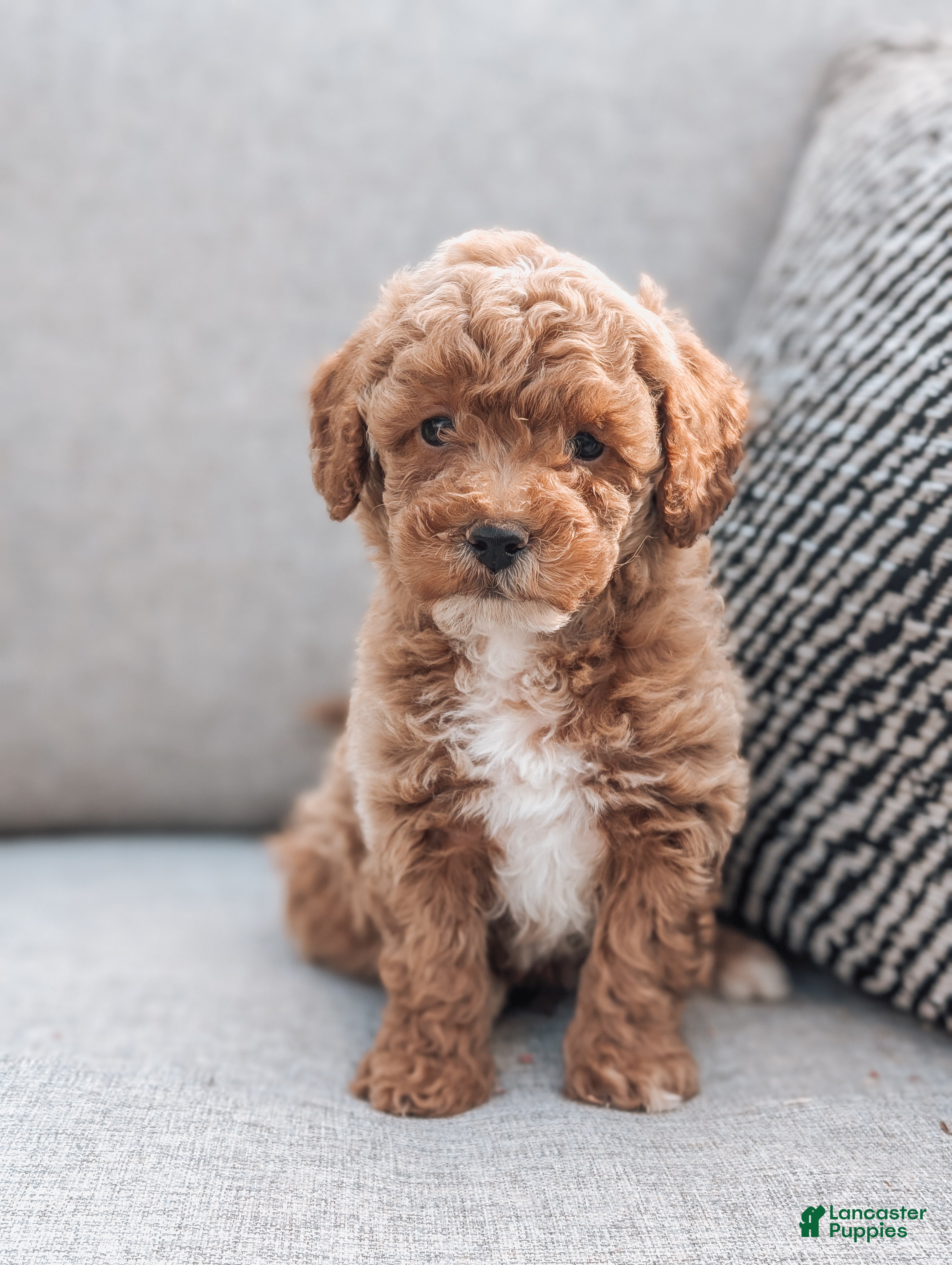 Bichpoo Puppies for sale Lancaster Puppies