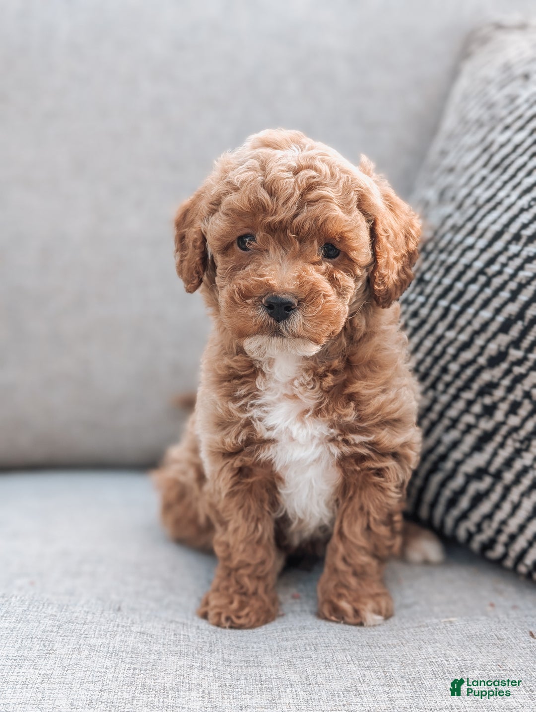 Toy Poodle Puppies for sale in Brooklyn, New York Lancaster Puppies