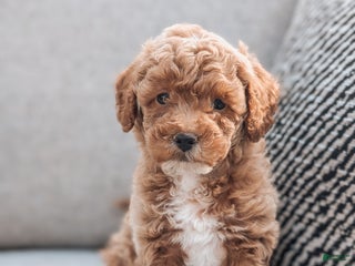 Bichpoo dogs - Ad 29