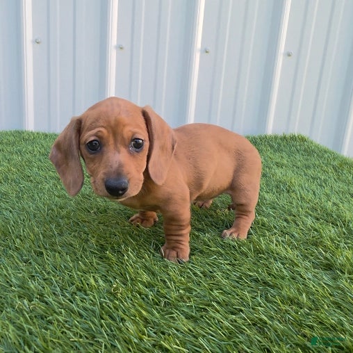 Miniature Dachshund dogs Betsy - Ad 1