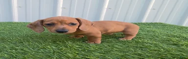 Betsy