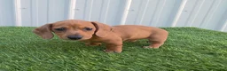 Miniature Dachshund dogs for sale: Betsy - Ad 1