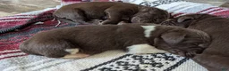 Newfoundland dogs for sale: Harley  - Ad 10