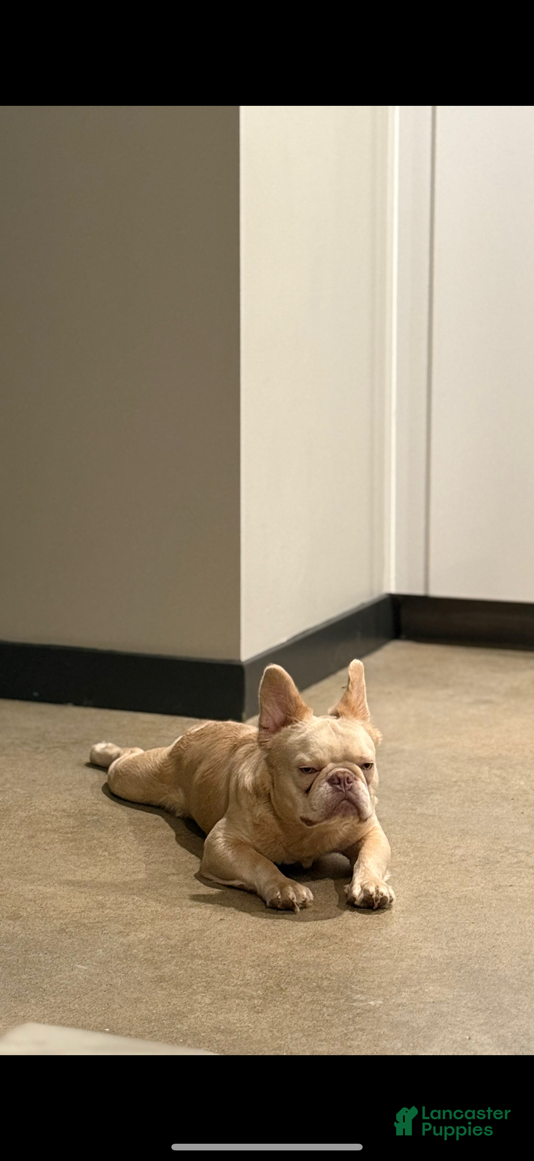 French Bulldog dogs for sale: Blu - Ad 8