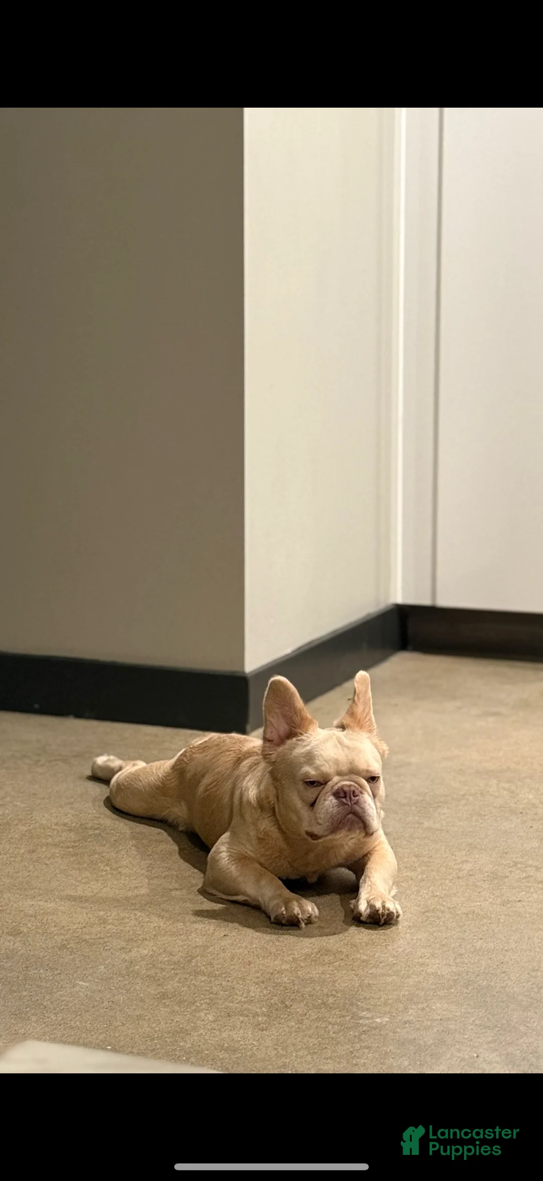 French Bulldog dogs for sale: Snow White - Ad 9