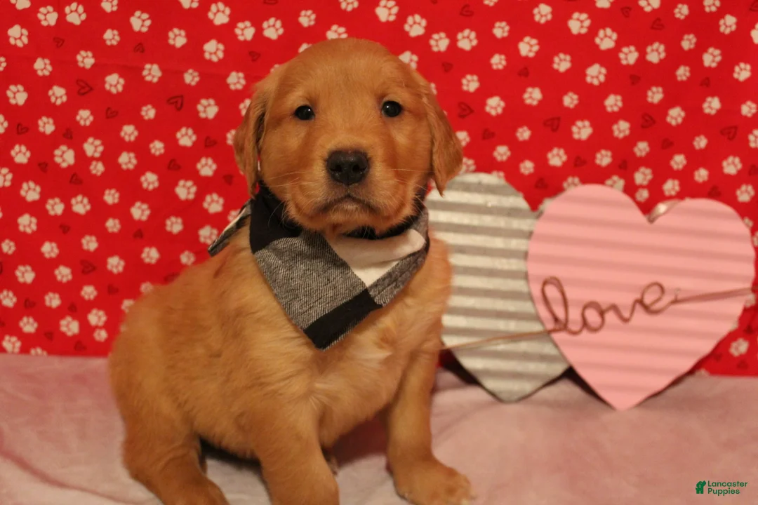 Golden Retriever dogs for sale: Finn - Ad 5