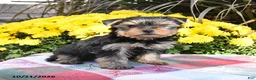 Yorkshire Terrier dogs for sale: Trixie - Ad 4