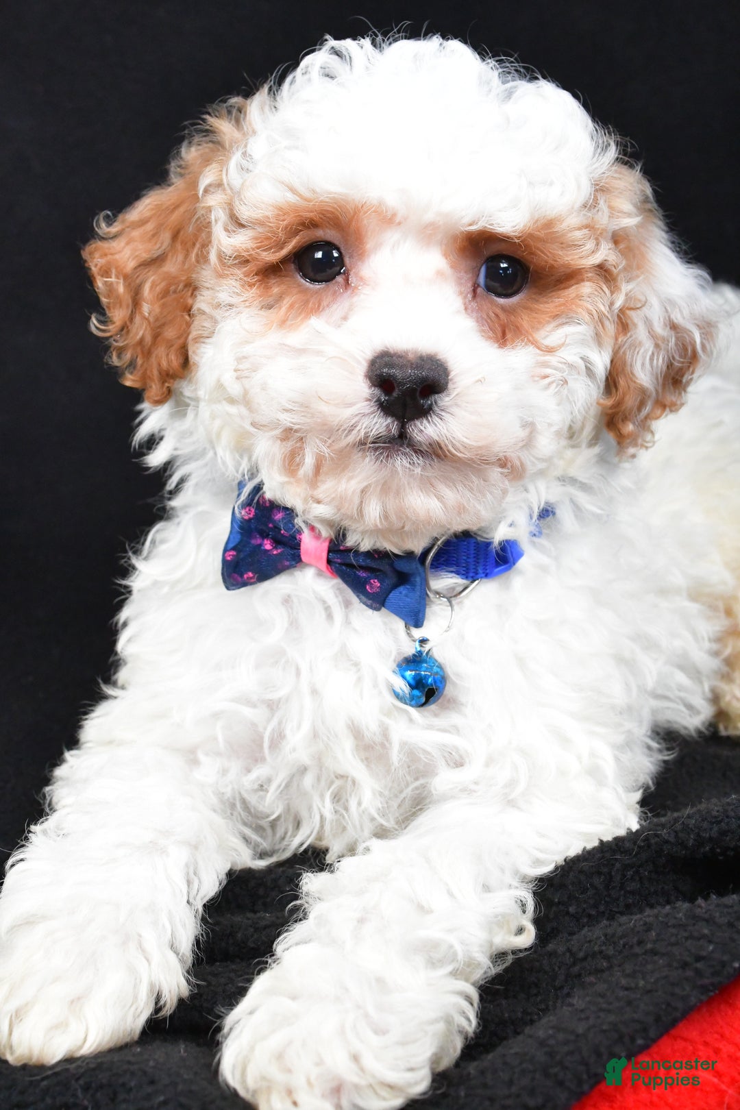 Miniature Poodle dogs for sale: Diamond - Ad 5