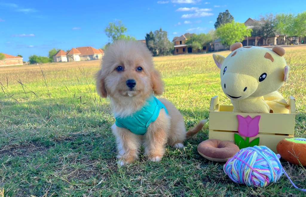 Maltipoo dogs Biscuit - Ad 2