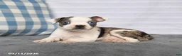 Boston Terrier dogs for sale: Ronald - Ad 4