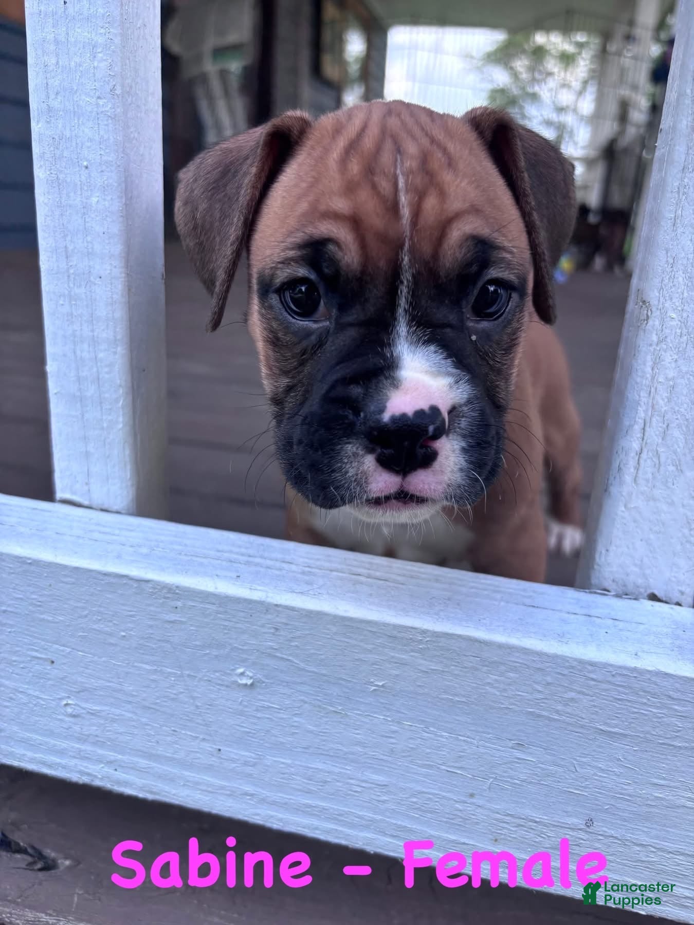 Boxer dogs Sabine - Ad 41
