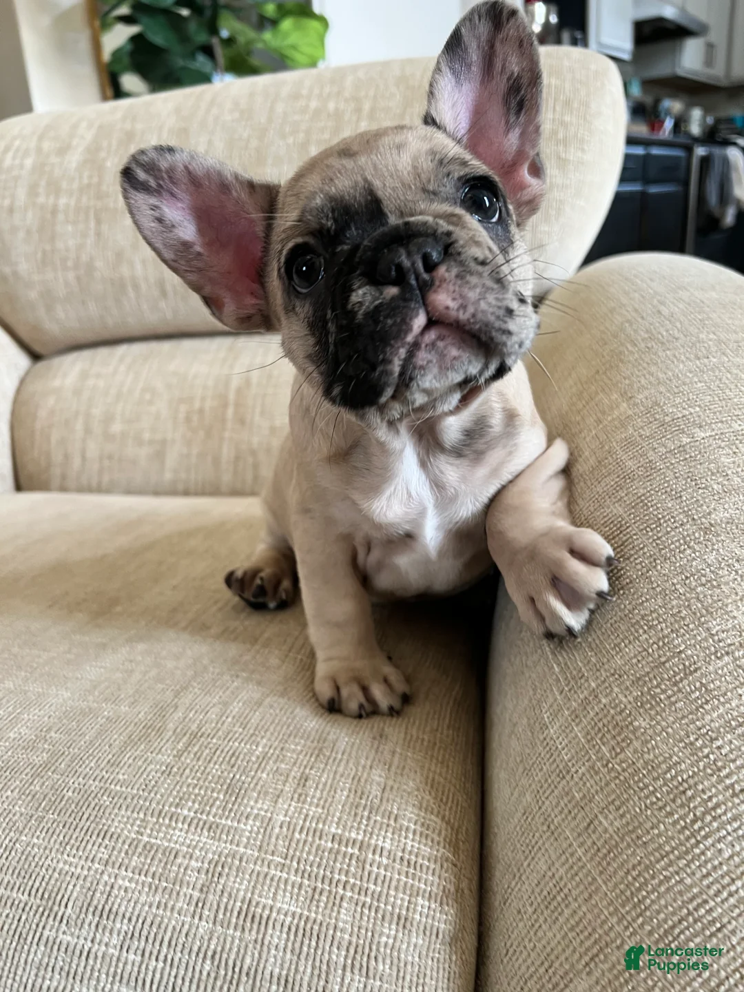 French Bulldog dogs for sale: Scout  - Ad 5