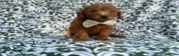 Mini Goldendoodle dogs for sale: Leon - Ad 3