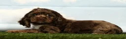 Cocker Spaniel dogs for sale: Harper - Ad 5