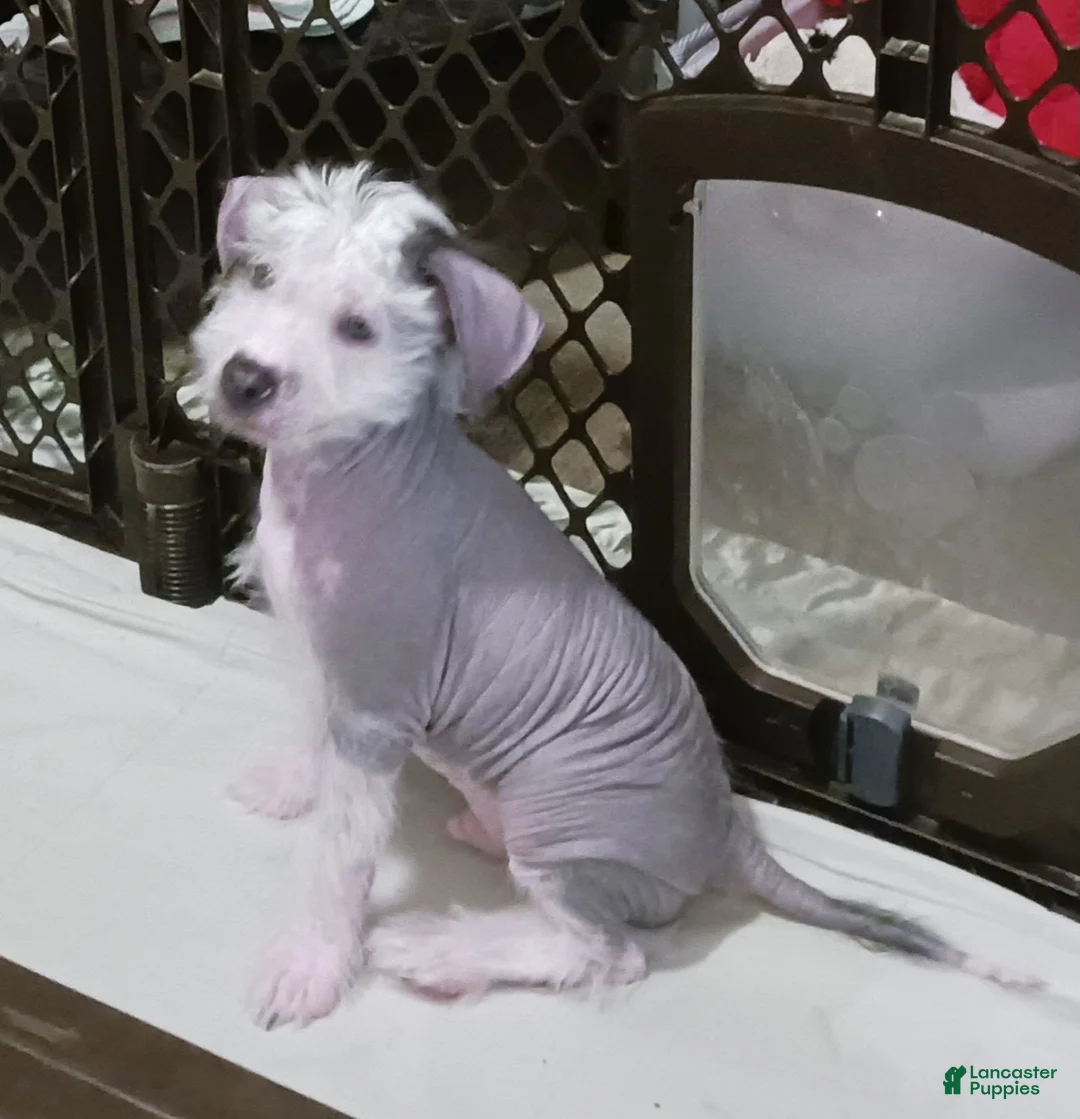 Chinese Crested dogs for sale: Zippy - Ad 1