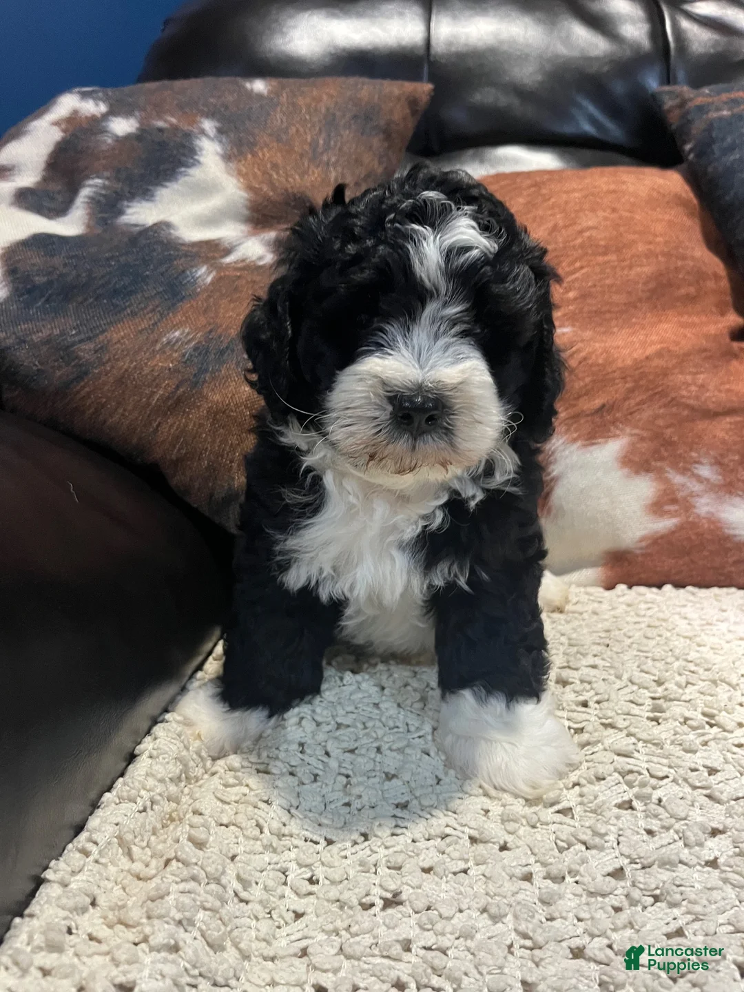 Mini Bernedoodle dogs for sale: Mini Bernedoodle 4 - Ad 2