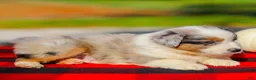 Miniature Australian Shepherd dogs for sale: Asher - Ad 2