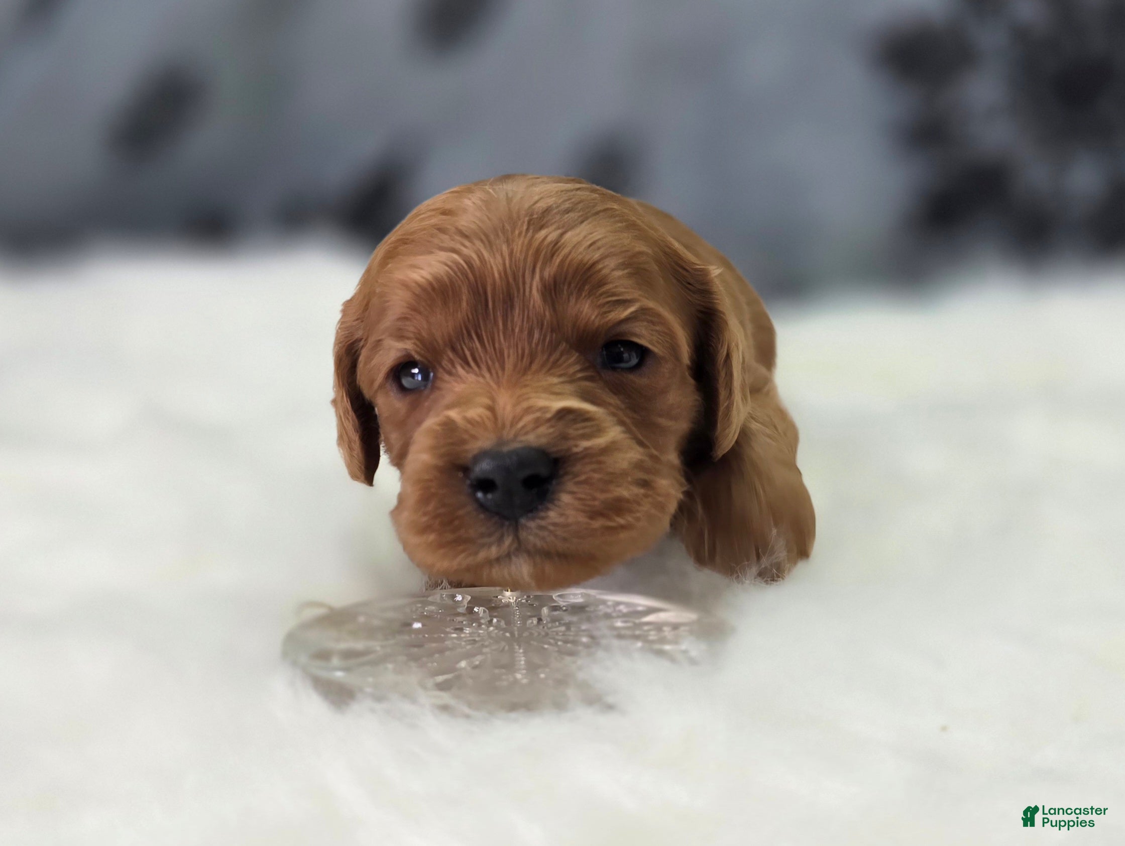 Cavapoo dogs Hail - Ad 3