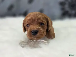 Cavapoo dogs Hail - Ad 3