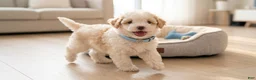 Maltipoo dogs for sale: WOODY  - Ad 3