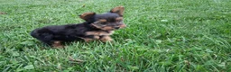 Yorkshire Terrier dogs for sale: Patches  - Ad 3