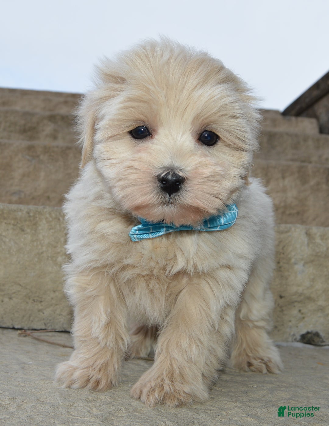 Maltipoo dogs for sale: Max - Ad 3