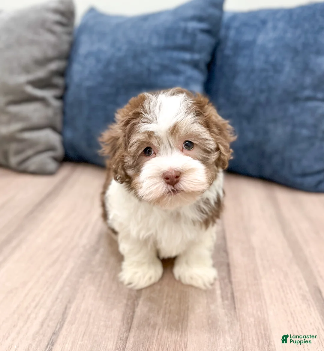 Havanese dogs for sale: Adam - Ad 1