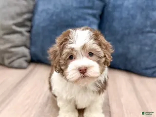 Havanese dogs for sale: Adam - Ad 1