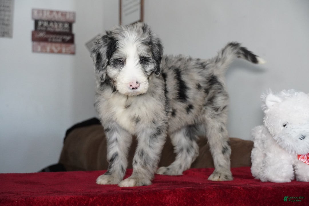 Sheepadoodle dogs for sale: Blaze - Ad 8