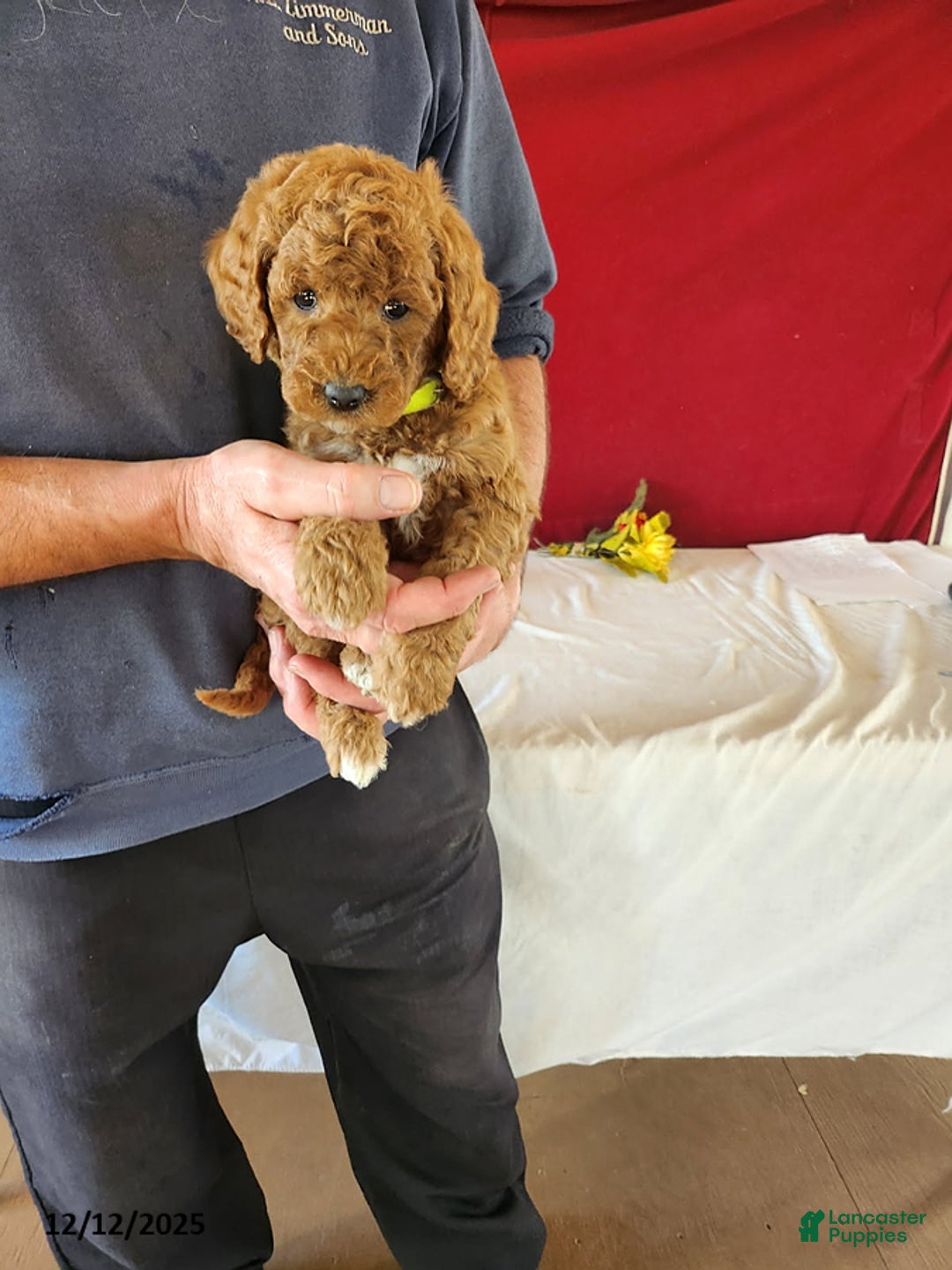 Goldendoodle dogs for sale: Henry - Ad 3