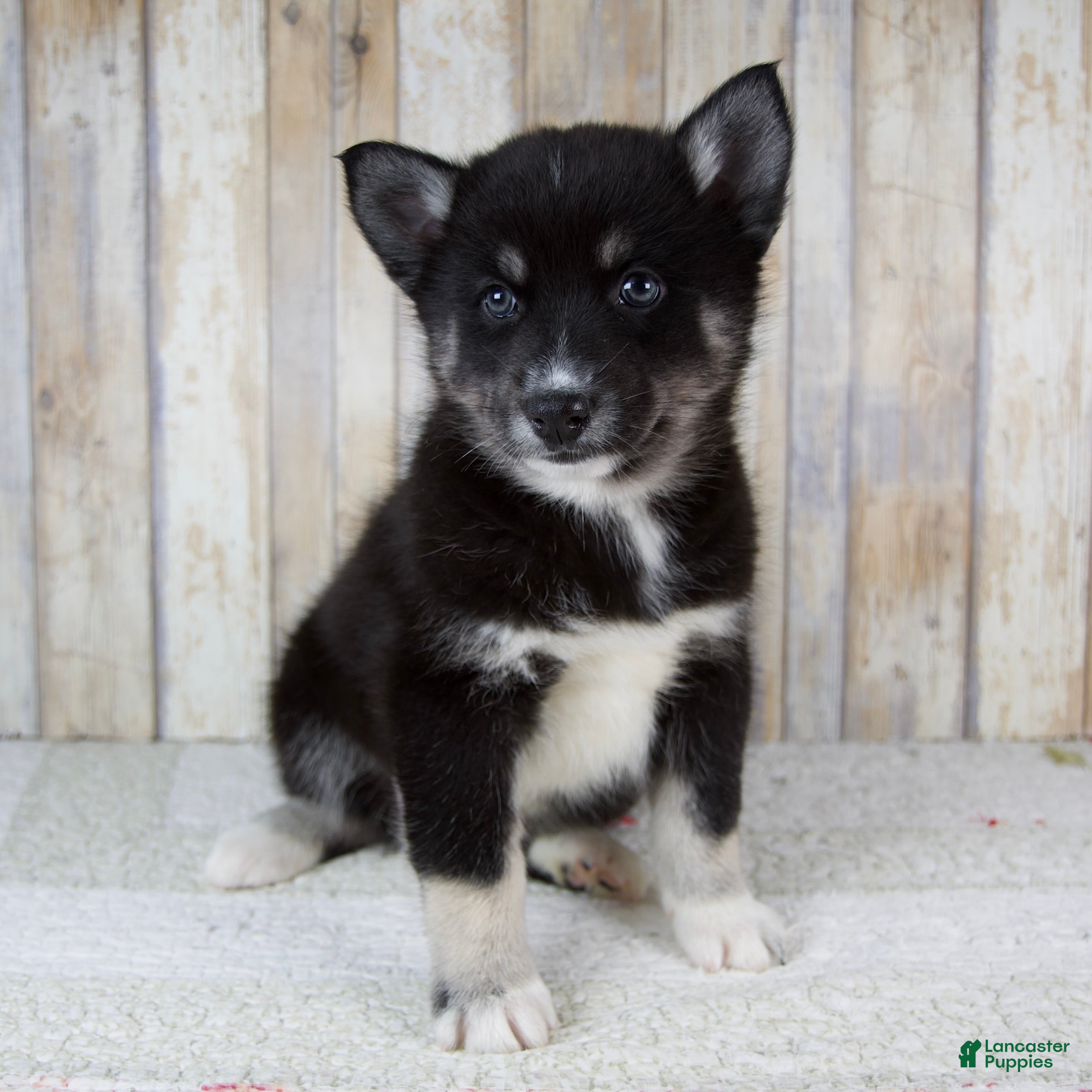 Pomsky dogs Bruno - Ad 1