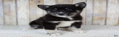 Bruno
