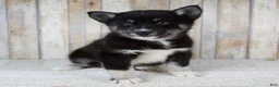Pomsky dogs for sale: Bruno - Ad 1