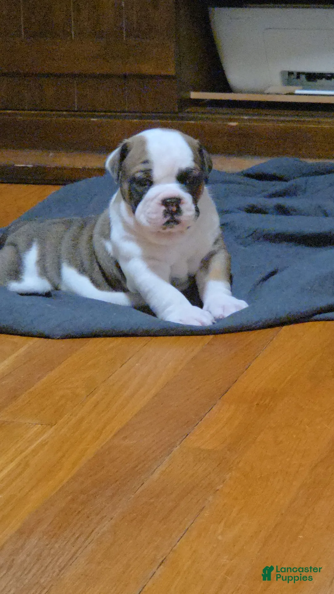 Mixed Breed dogs for sale: Finnley  - Ad 4
