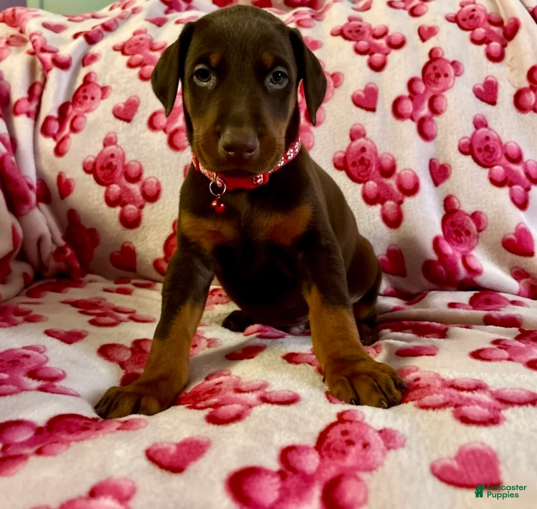 Doberman Pinscher dogs for sale: Apollo- NOT AMISH - Ad 3