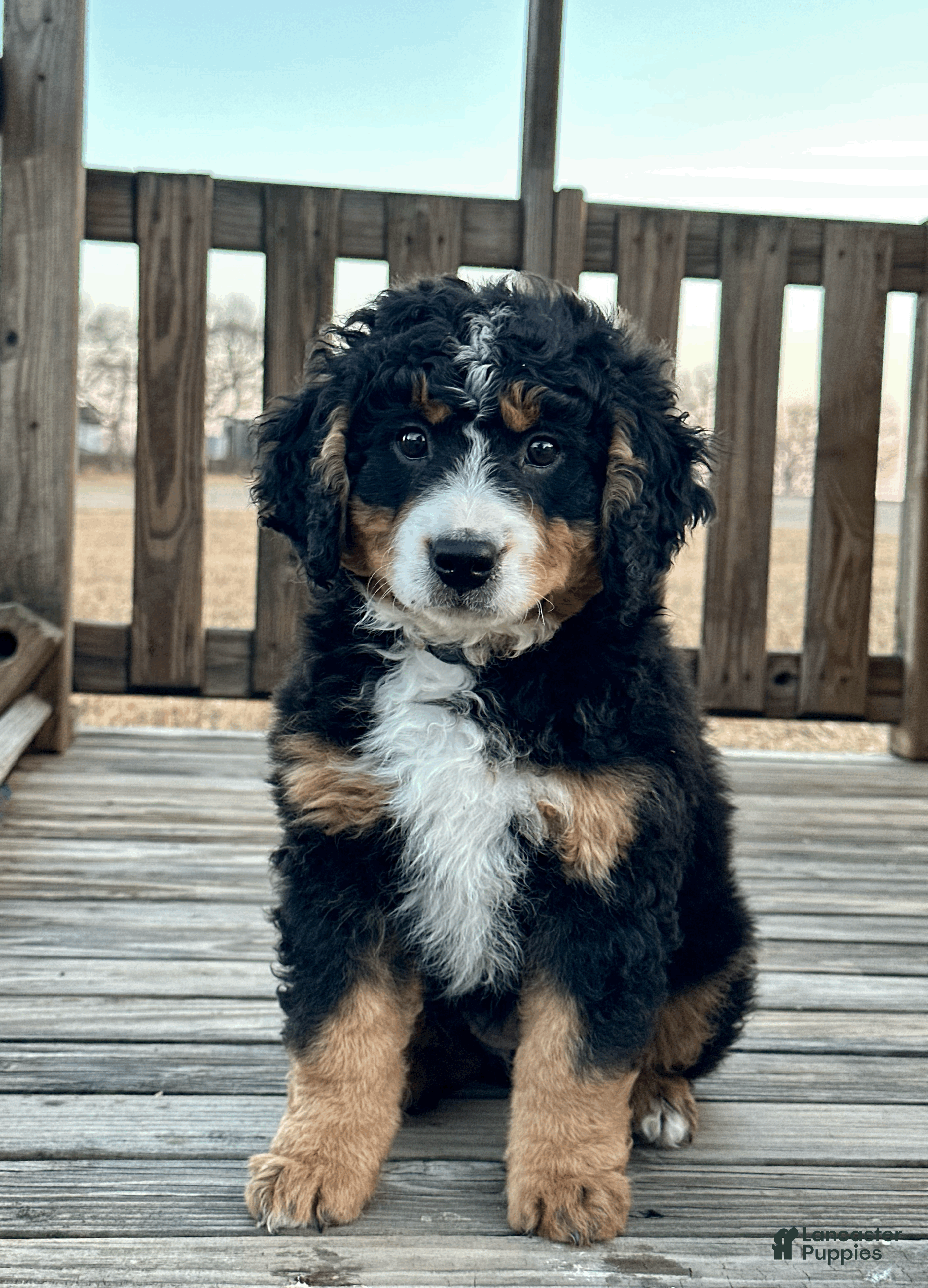 Mini Bernedoodle dogs Belle - Ad 2
