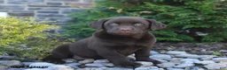 Labrador Retriever dogs for sale: Bella   - Ad 1