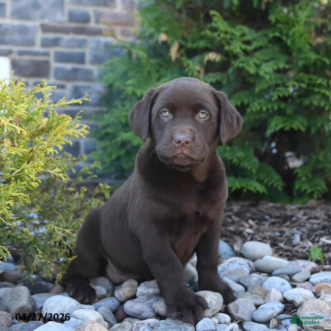 Labrador Retriever dogs for sale: Bella   - Ad 1