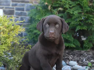 Labrador Retriever dogs for sale: Bella - Ad 2