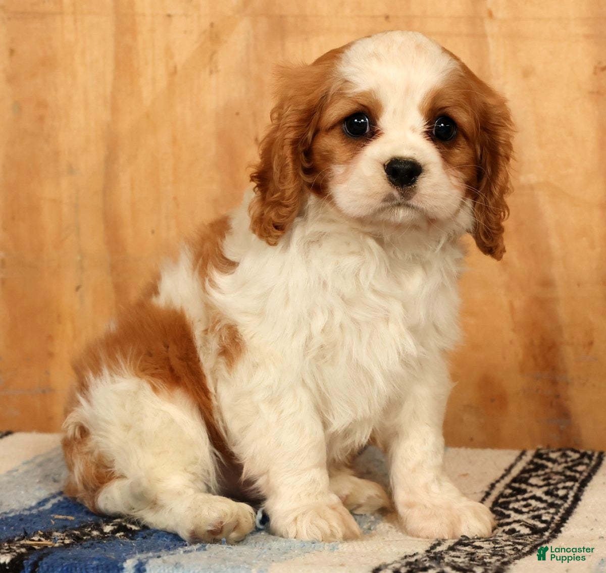 Cavalier King Charles Spaniel dogs Quinton - Ad 1