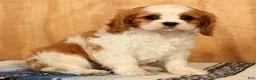 Cavalier King Charles Spaniel dogs for sale: Quinton - Ad 1