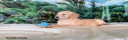 Golden Retriever dogs for sale: Cindy - Ad 3