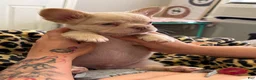 French Bulldog dogs for sale: Ghost - Ad 9