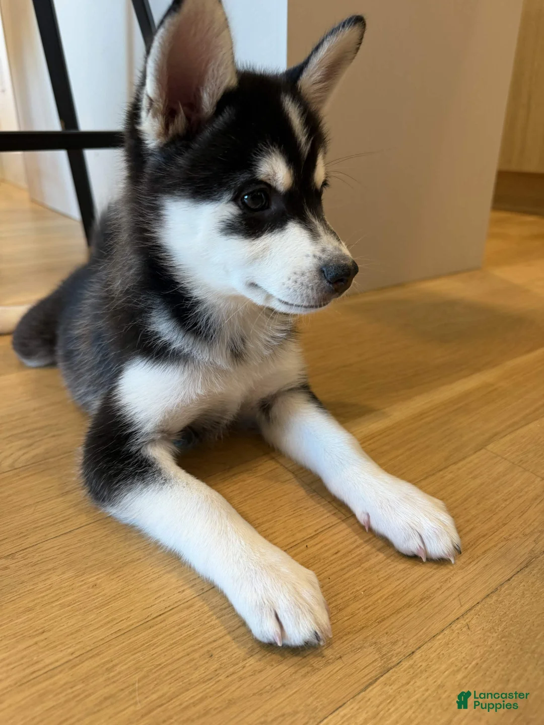 Pomsky dogs for sale: Bolt - Ad 2