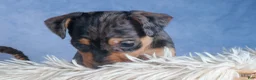Miniature Pinscher dogs for sale: ABBY - Ad 11